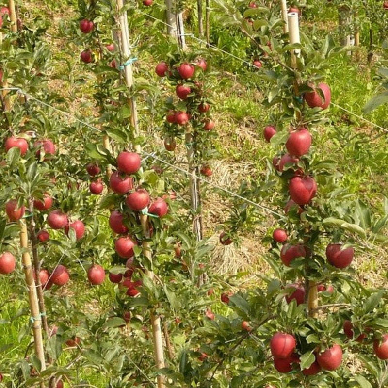 Appelboom ‘Galina’ Patio