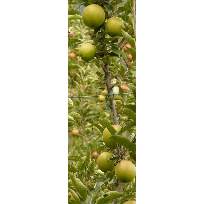 Appelboom ‘Gold Sensation’ zuilboom