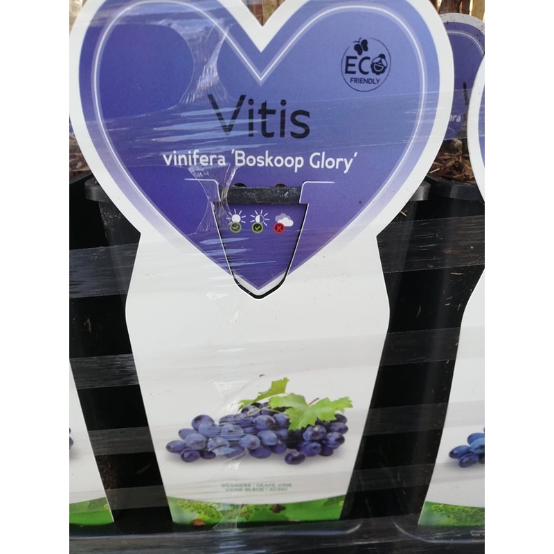 Druif rood wijn & eet Vitis vinifera ‘Boskoop Glory’ in 2 liter pot
