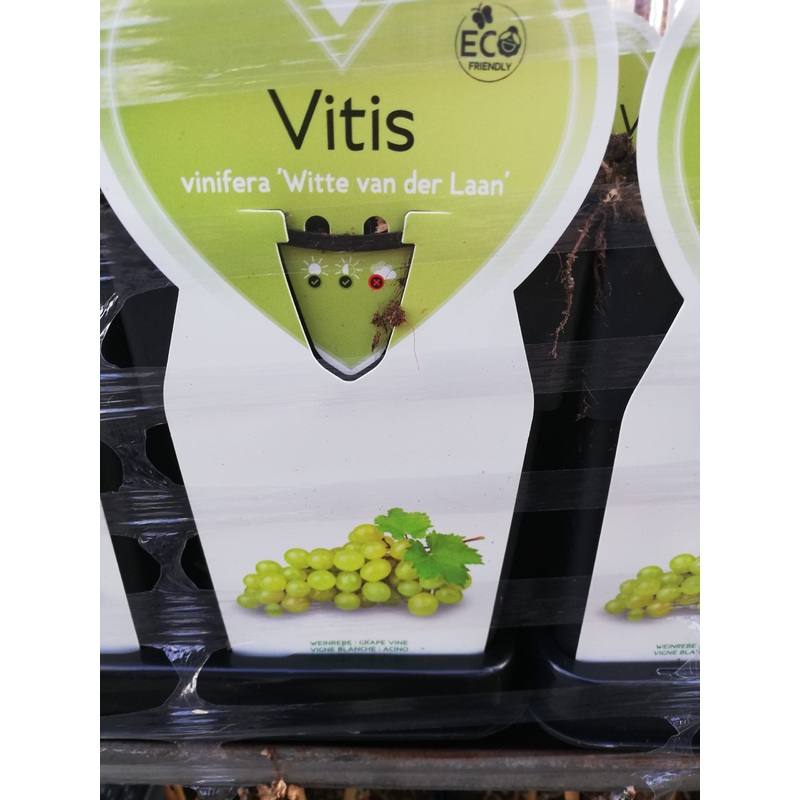 Druif wit wijn & eet Vitis vinifera ‘Witte van der Laan’ in 2 liter pot