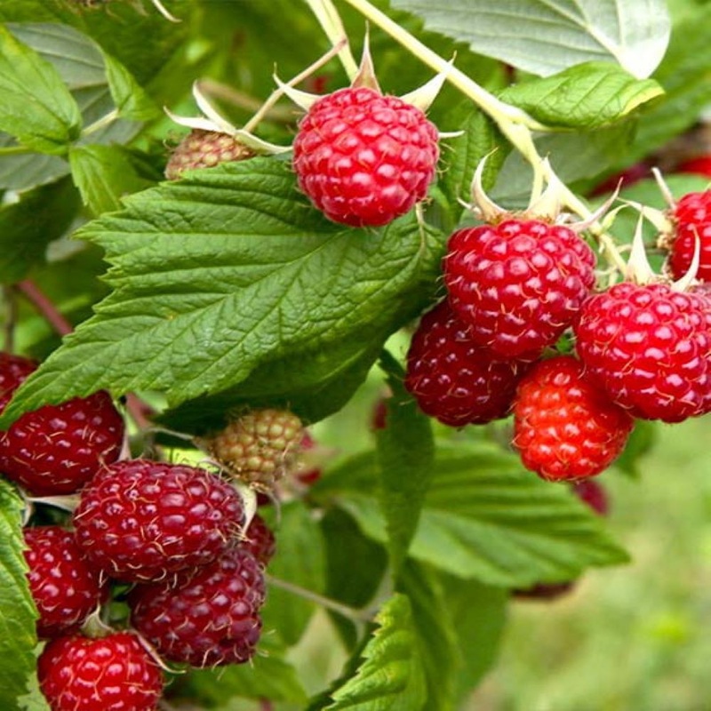 Framboos ‘Enrosadira’