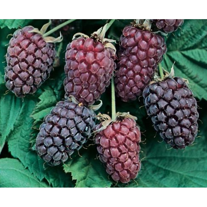Loganberry  (kruising framboos/braambes)