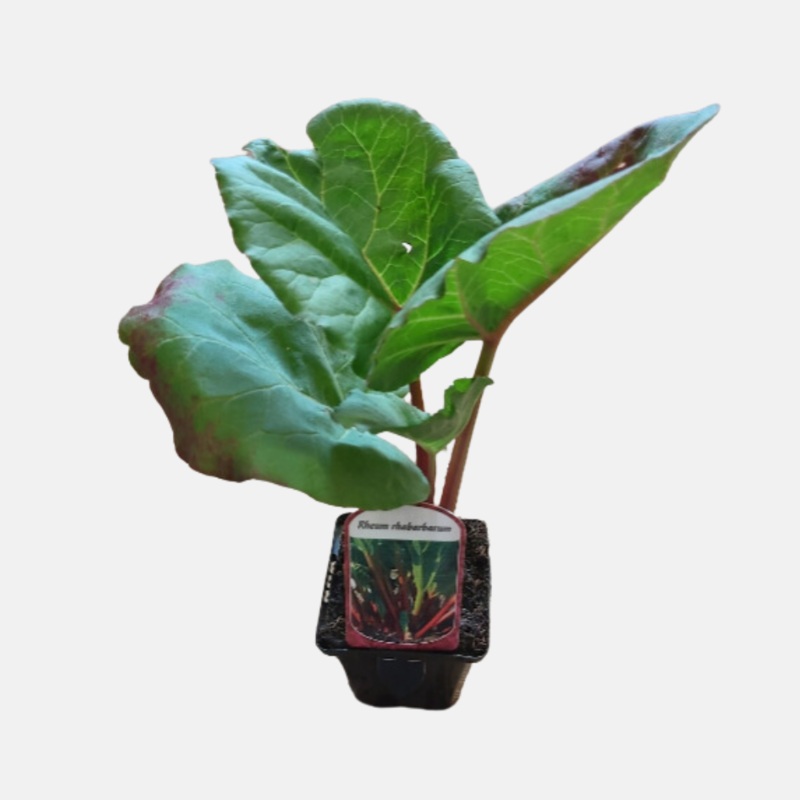 Rabarberplant ‘Ruby Jack’