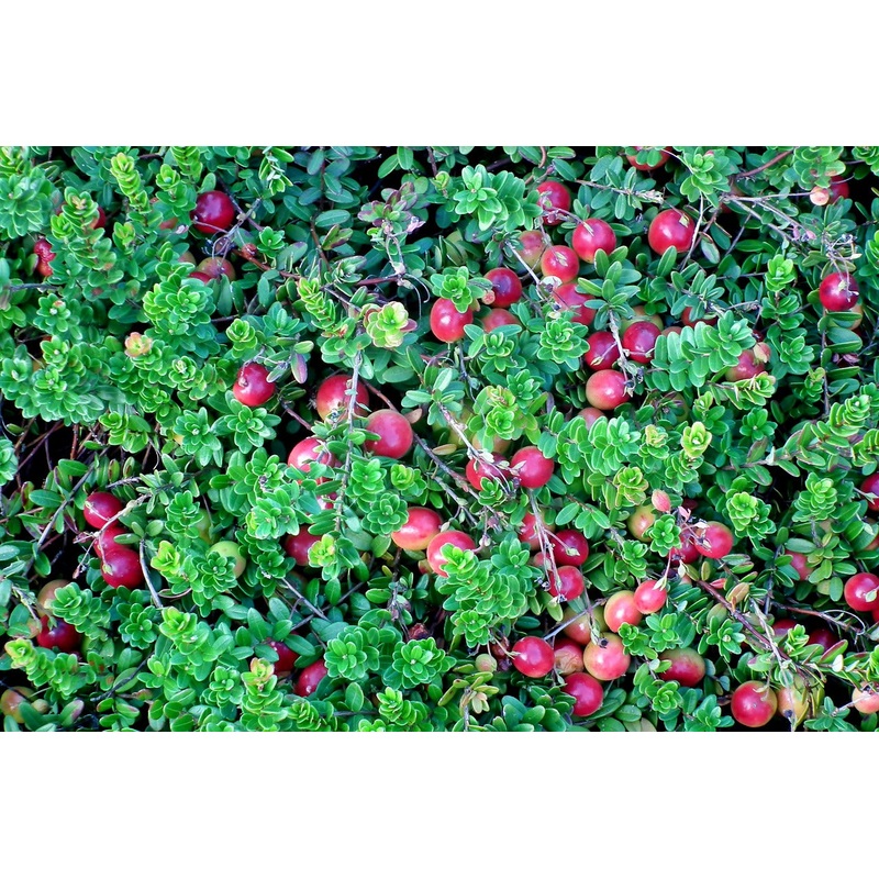 Veenbes cranberry ‘Pilgrim’