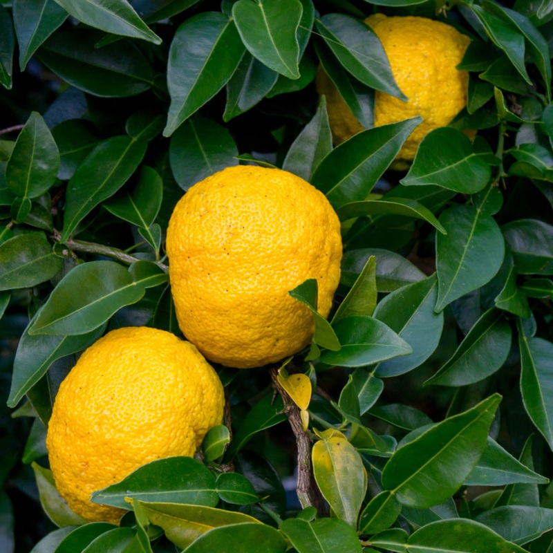 Yuzu – Citrus x junos