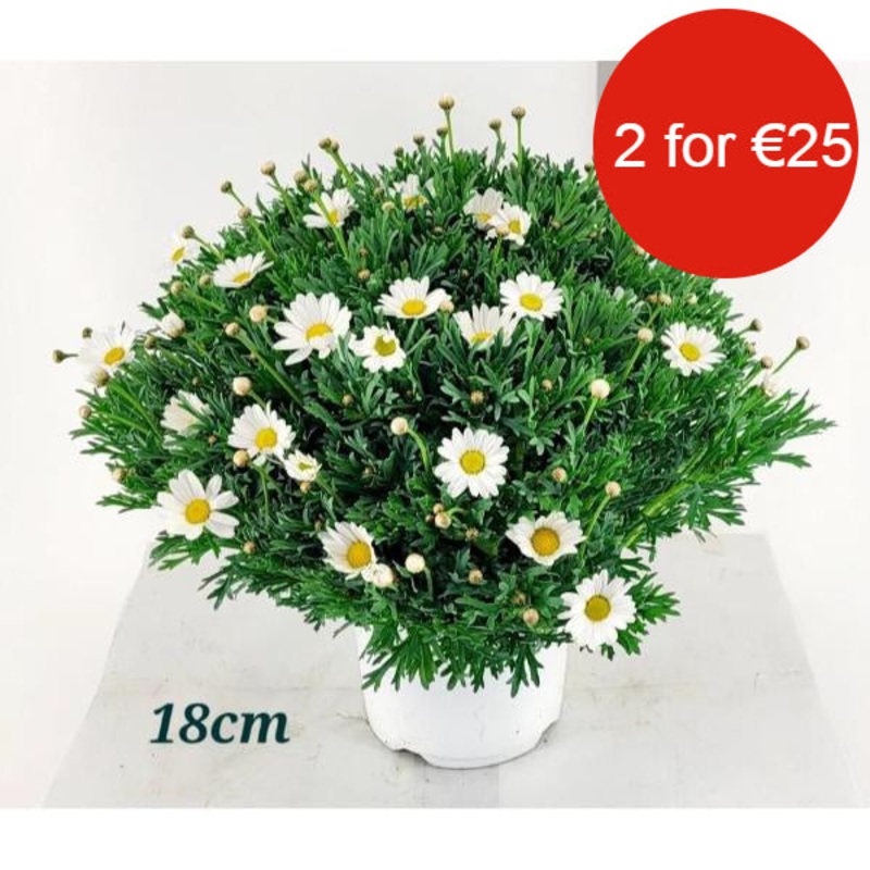 Argyanthemum Marguerite with White Flowers in 3ltr Pot