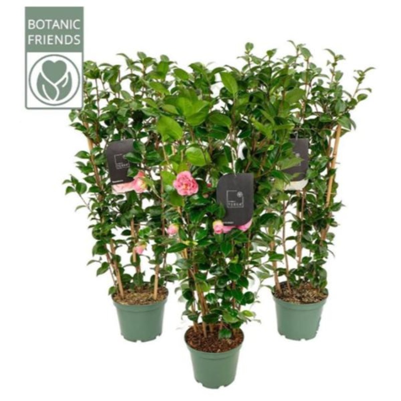 Camellia mix 80-90cm with 25 Buds / C5 – trellis